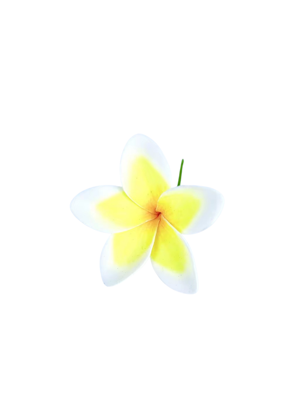 FRANGIPANI FLOWER