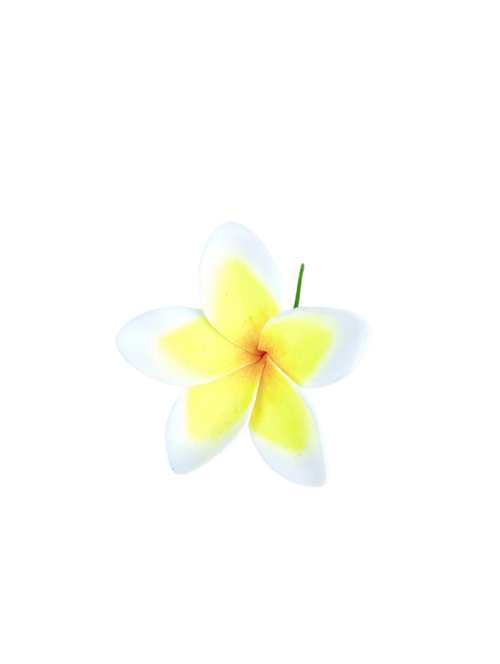FRANGIPANI FLOWER